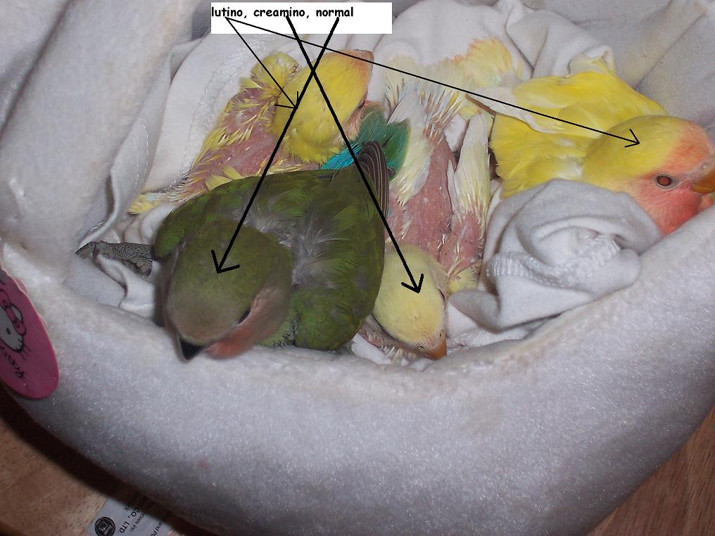Baby Peach faced lovebirds labeled, the dark green is a normal green lovebird, the deeper yellow lovebird is a lutino, the paler shade of yellow is a 
