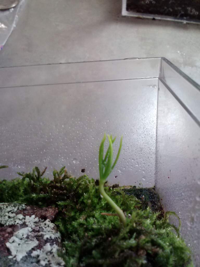 Baby pine sprout