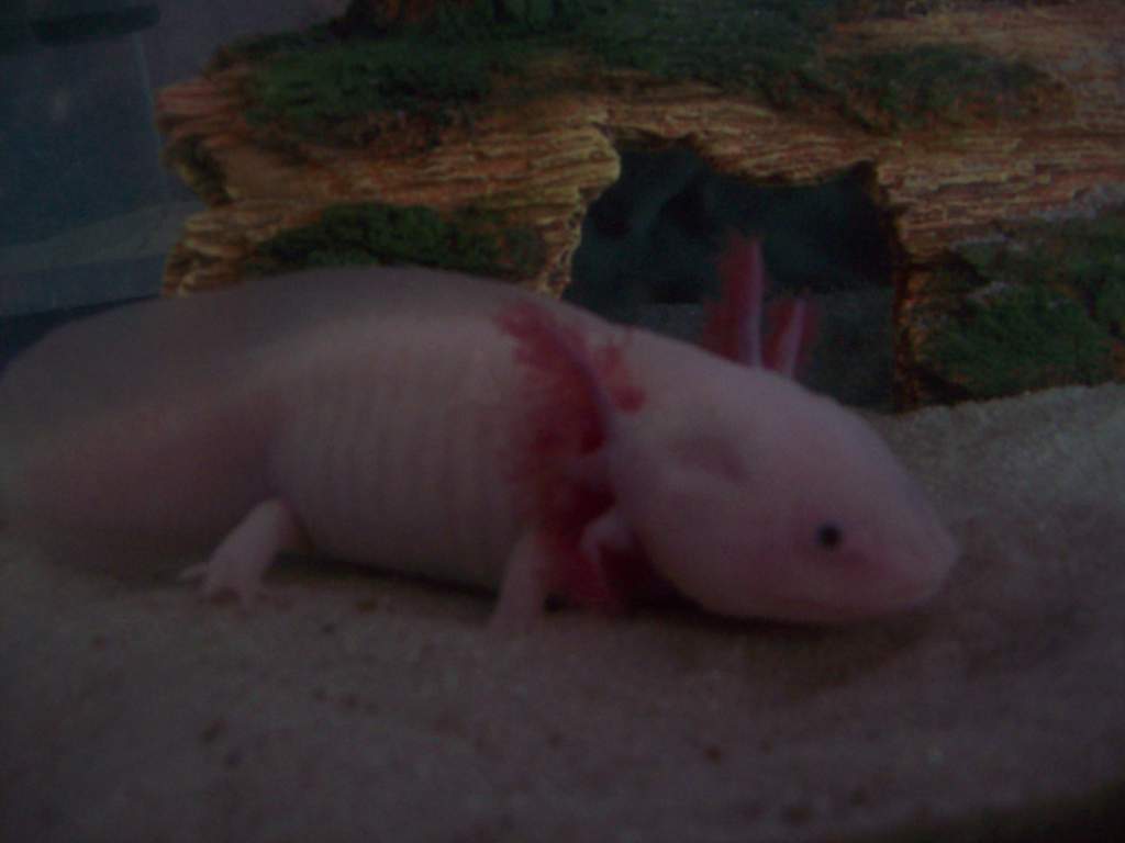 Baby rufus!