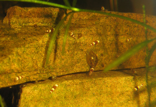 baby shrimp discovered in tank, March 2011