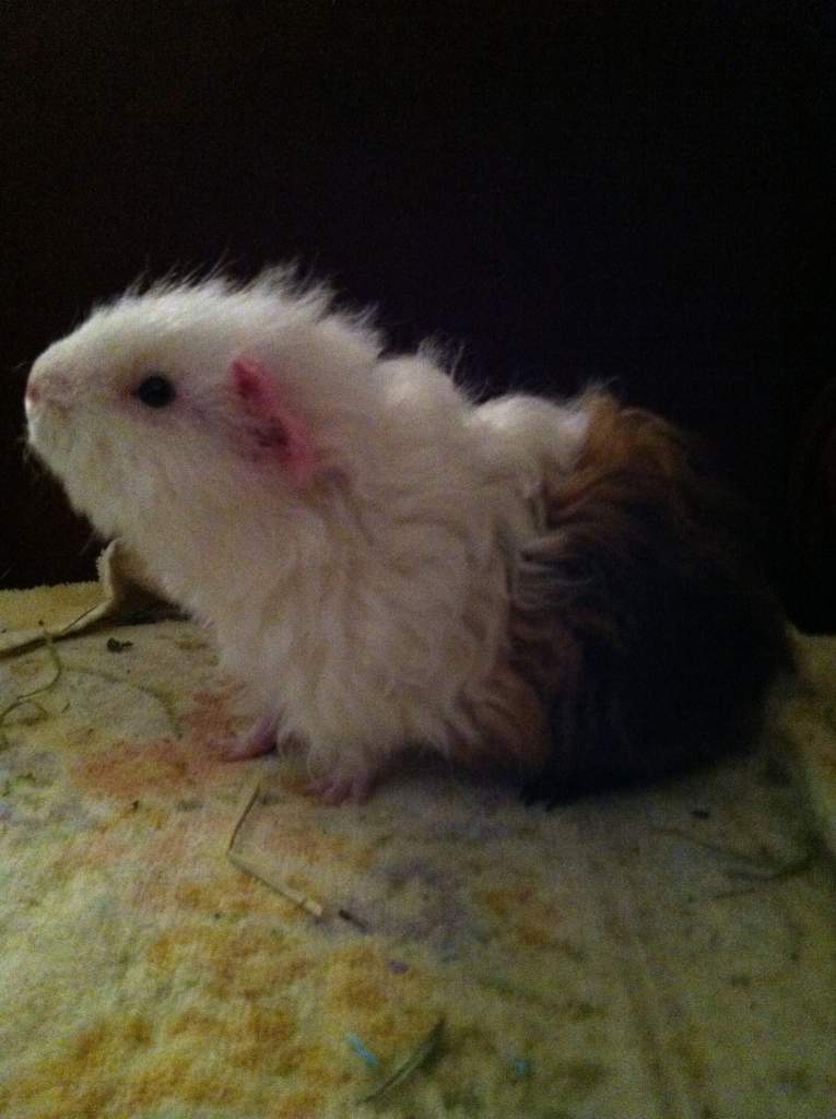 Baby Teddy - He's blind :-(