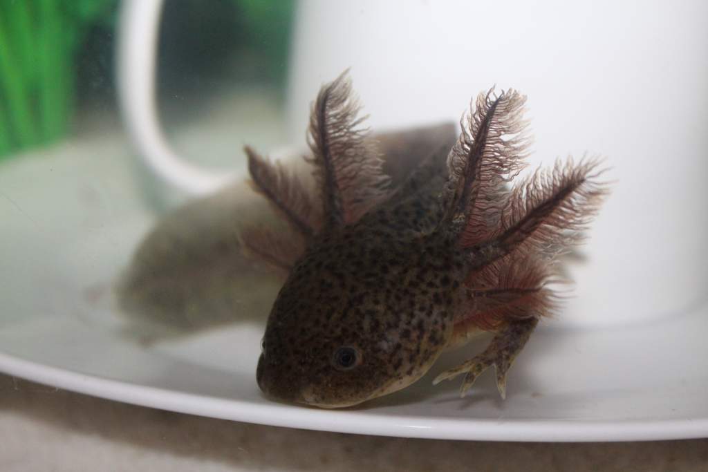 Baby Toothless
