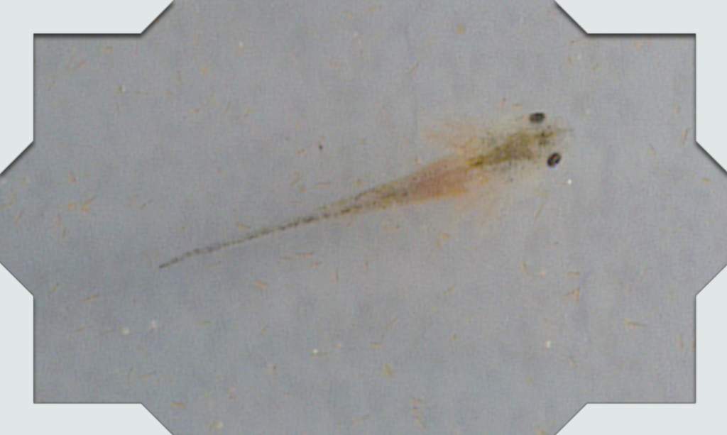 Baby two...the lightest.....