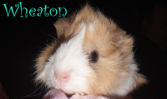 Baby Wheaton