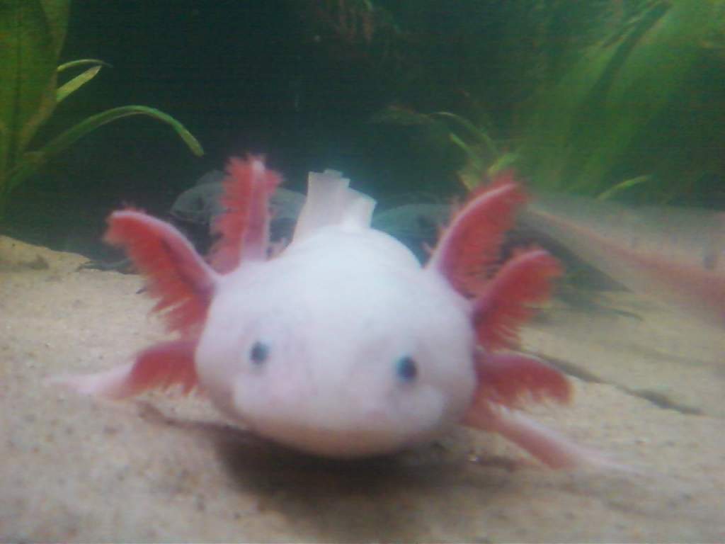 Baby Xocolotl