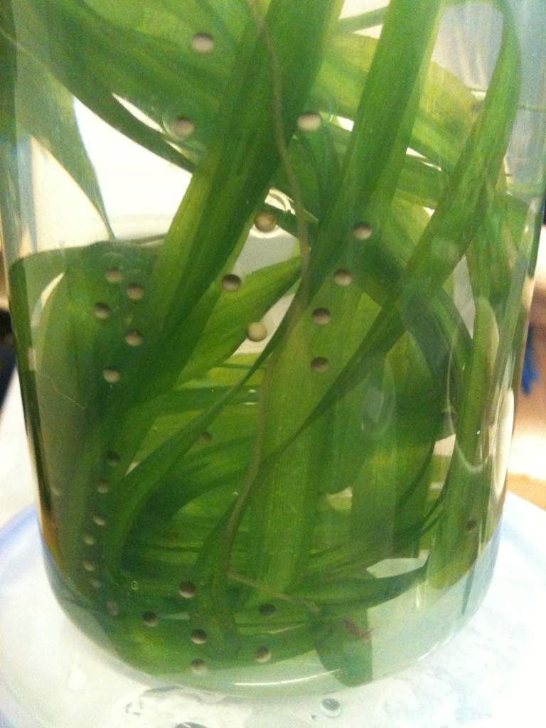 Babysitting some spawn from my friend's axolotls :)