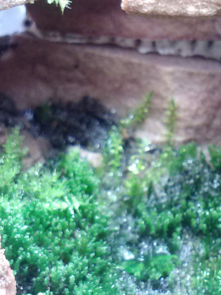 Back wall climbing moss