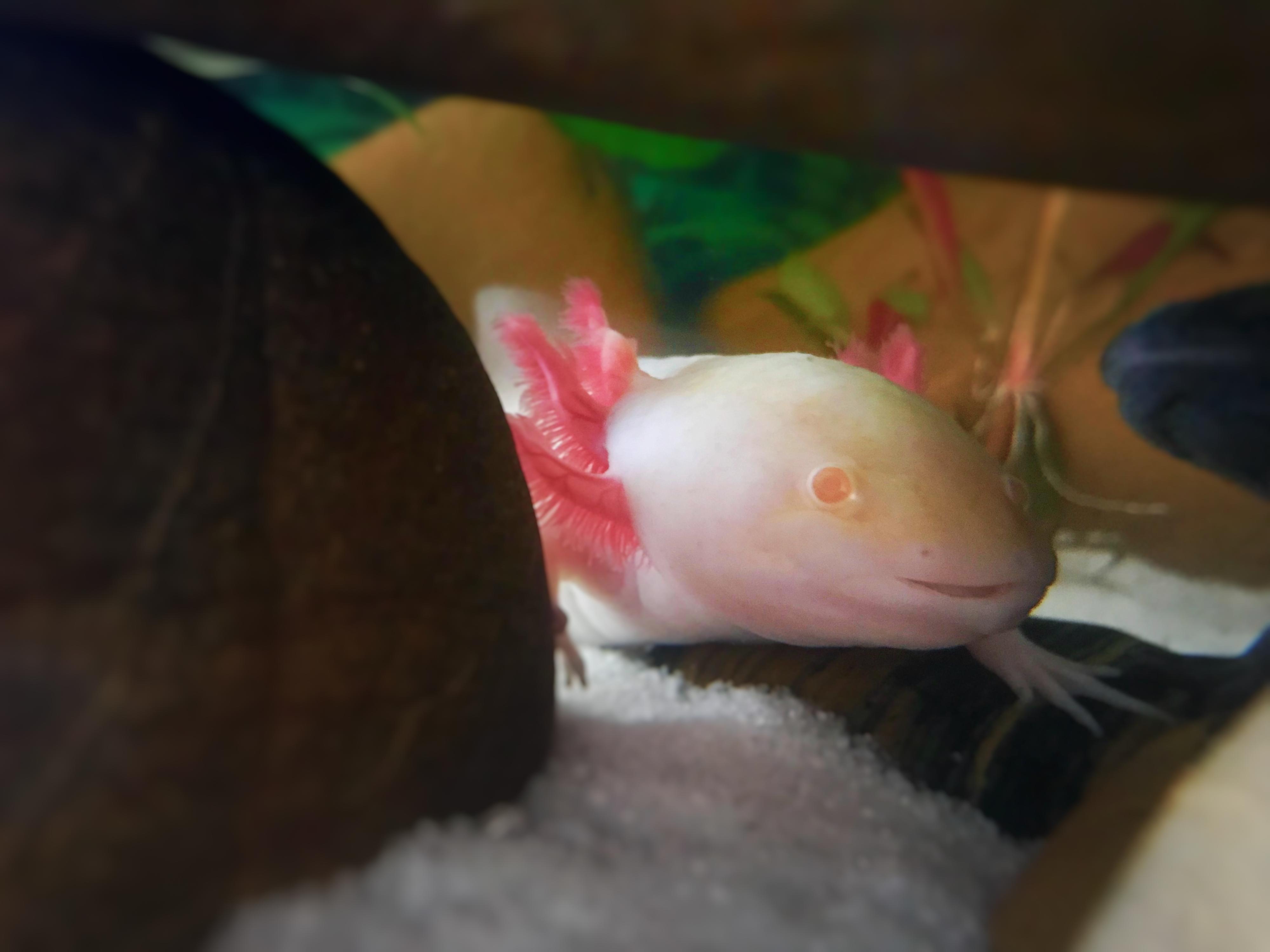 Banana saying hello to the camera.