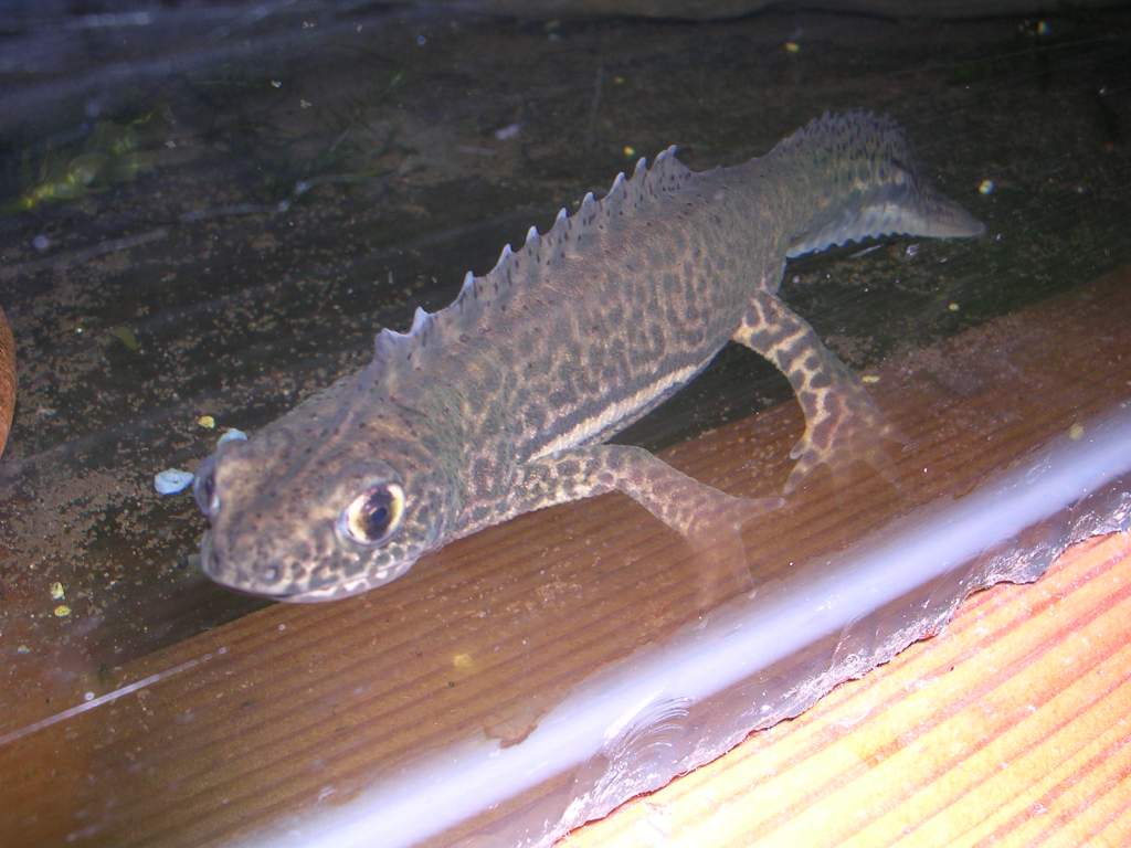 banded newt