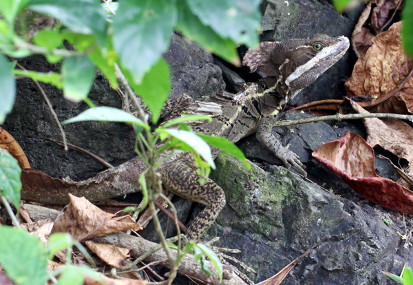 Basiliscus vittatus - Striped Basilisk