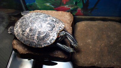 basking