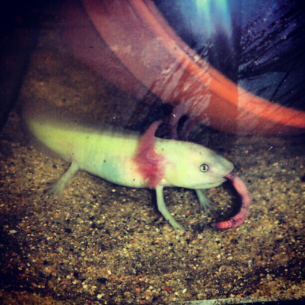 Baxter eating his worm