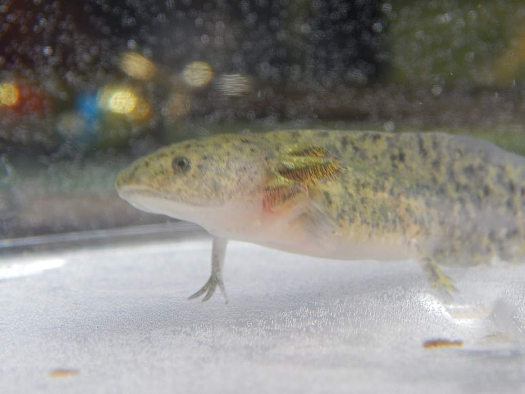 bbwild2