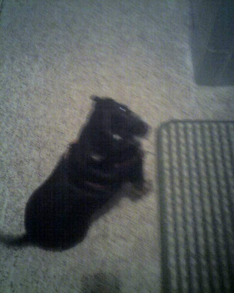 bear