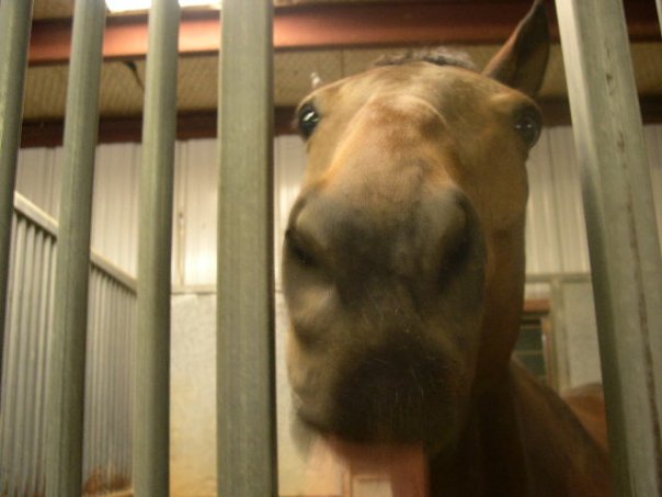 BearBear mah pony face
