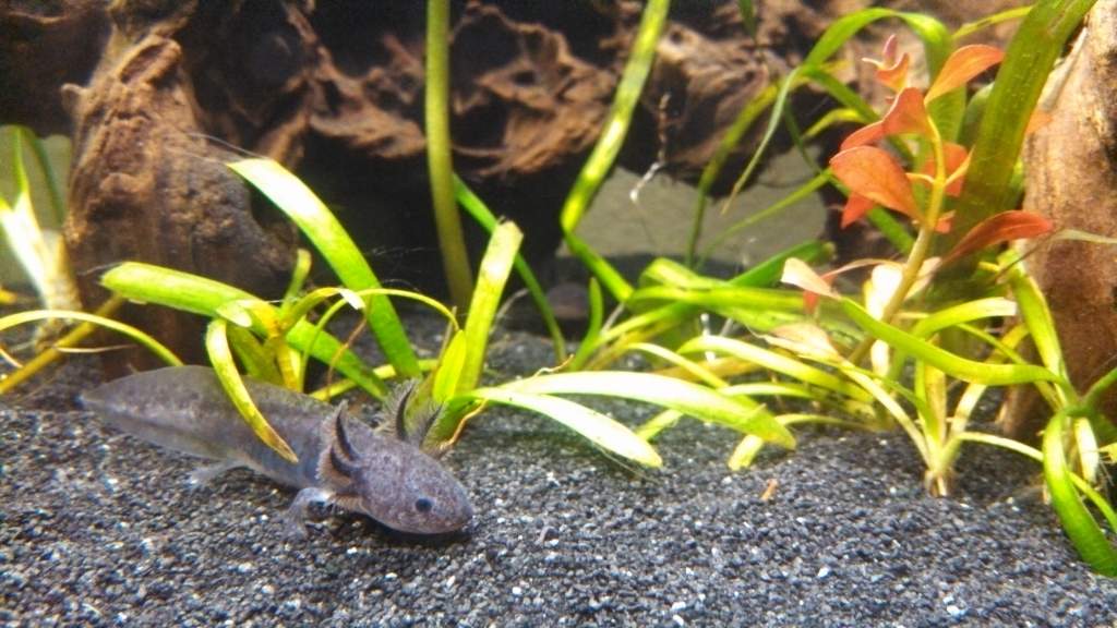 Beautiful axolotl resting