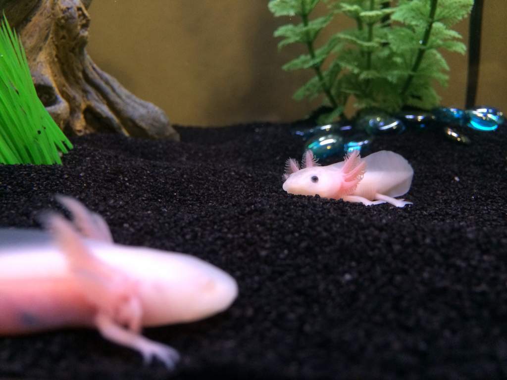 Beautiful Axolotls purchased from Margie