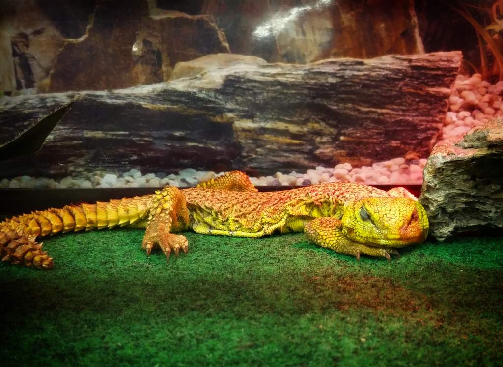 Beautiful exotic lizard,  can't recall the name