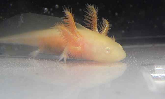 Beautiful little Gold Albinos