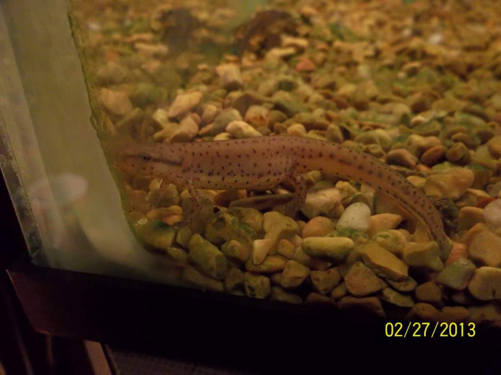 Beautiful pattern on these Eastern Newts.