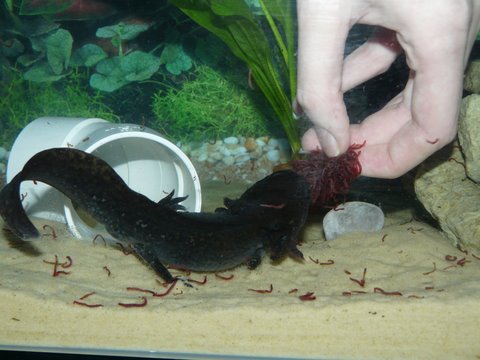 Beauty having a go!!