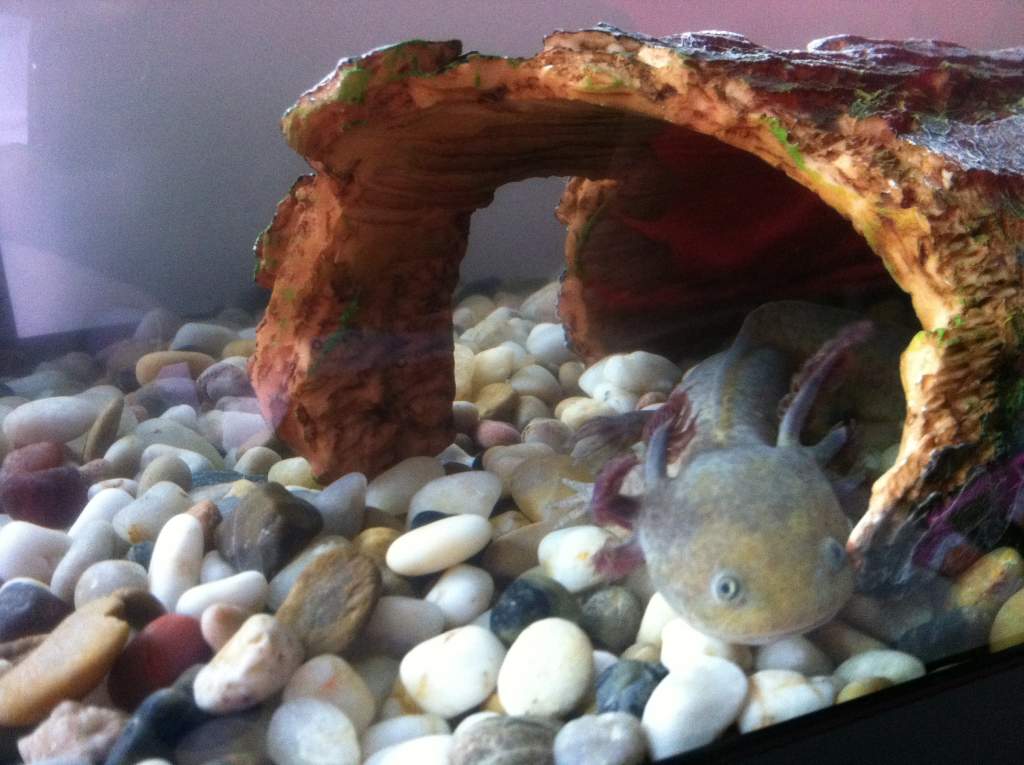 Beetlejuice (after tank redecorating)