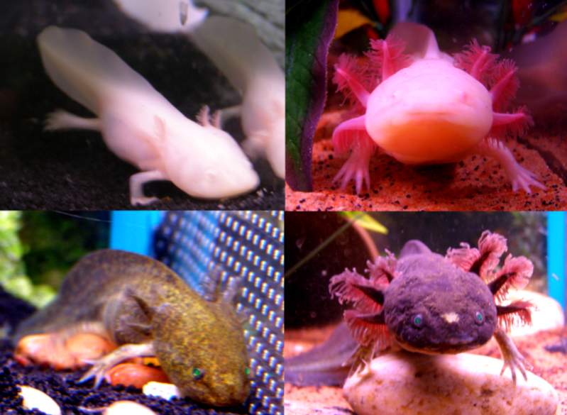 Before and after of Gordon and Boleslaw