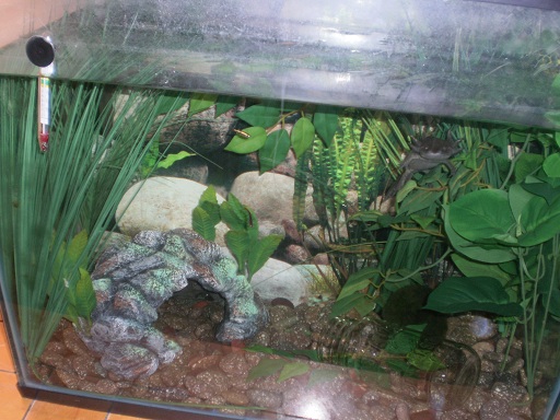 Before Tank