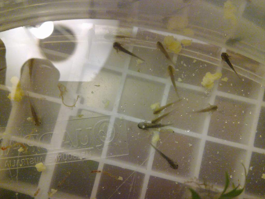 Before you ask... the yellow stuff is egg yolk - I was desperate, dud batch of brine shrimp, wouldn't eat bloodworm, and the aquarium guy suggested eg