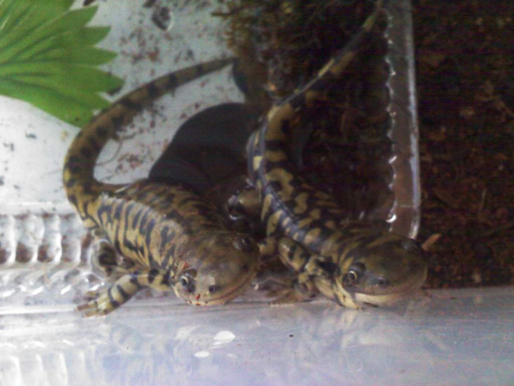 Begging. They're so cute.