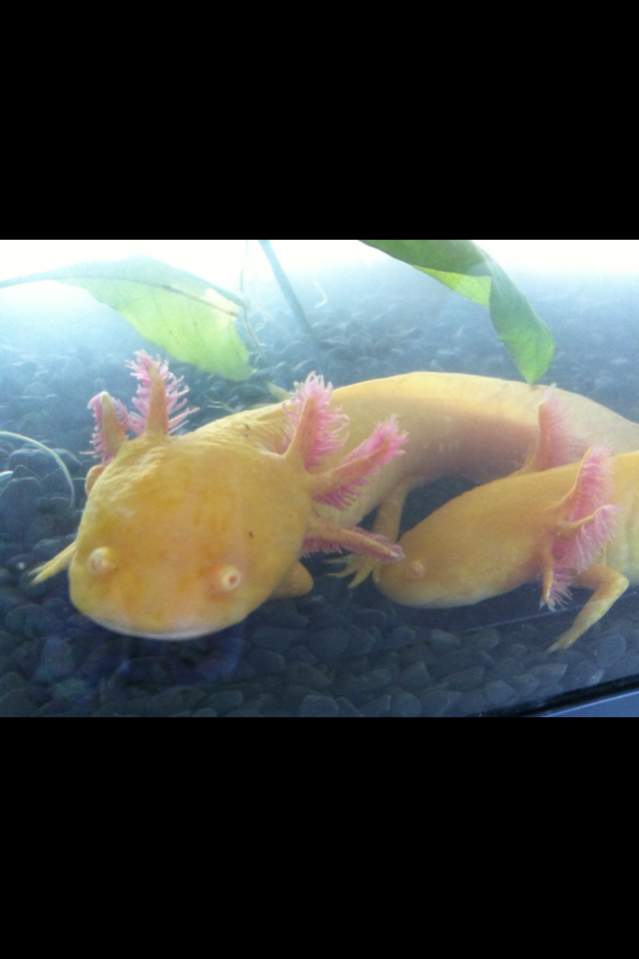 Bella facing us, Angel looks like she's sniffing/nuzzling- first tank just after i got them