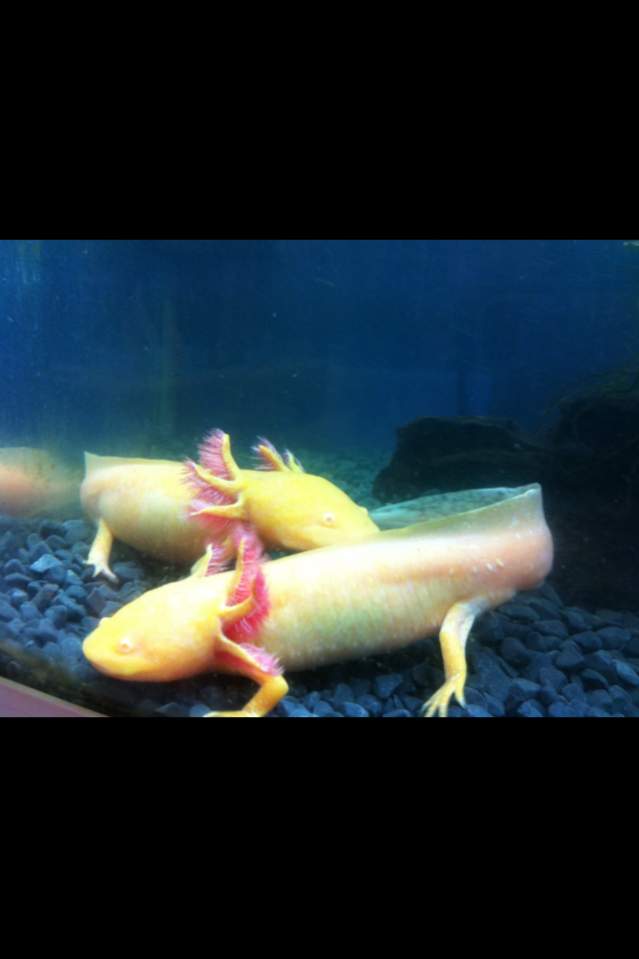 Bella infront with Angel behind- first tank just after i got them