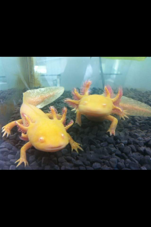 Bella left and Angel right who looks so happy :} - first tank just after i got them