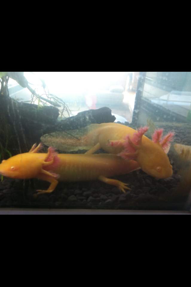 Bella left/bottom with typical Angel climbing all over her- first tank just after i got them