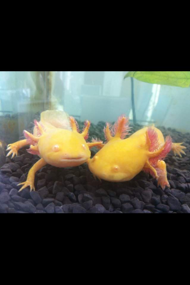 Bella left nuzzling with Angel -right - first tank just after i got them