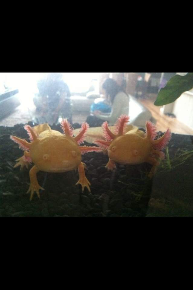 Bella on the right side with Angel- first tank just after i got them