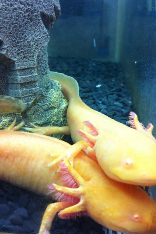 Bella ontop cuddling Angel- first tank just after i got them