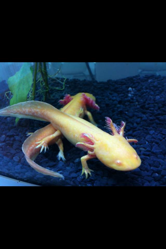 Bella walking over Angel- first tank just after i got them