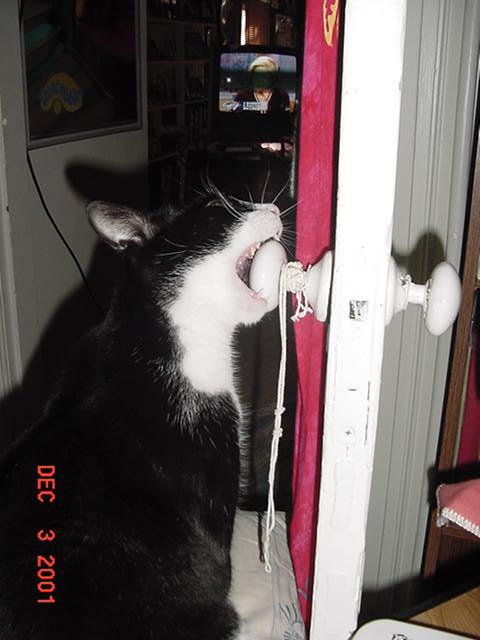 Berry Doorknob