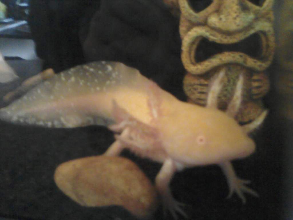 Beryl ATTEMPTING to be photogenic...on his 3rd or 4th try.
