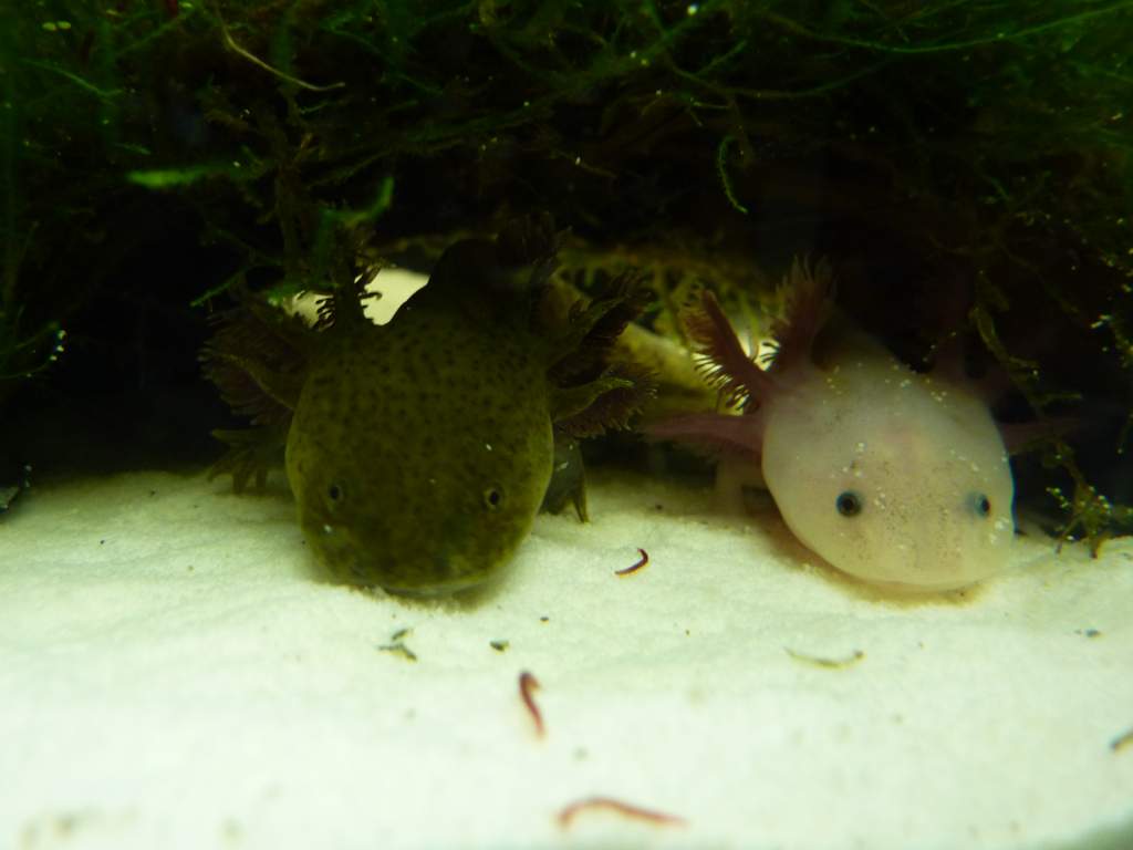 Best buds.