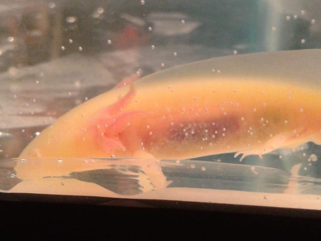 best picture ive gotten of him thus far