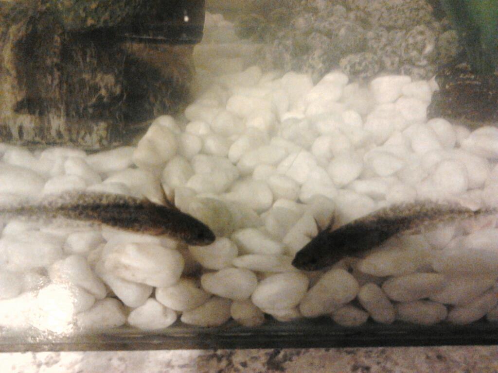 Big Babies