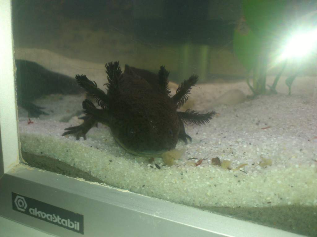 Big bad Toby