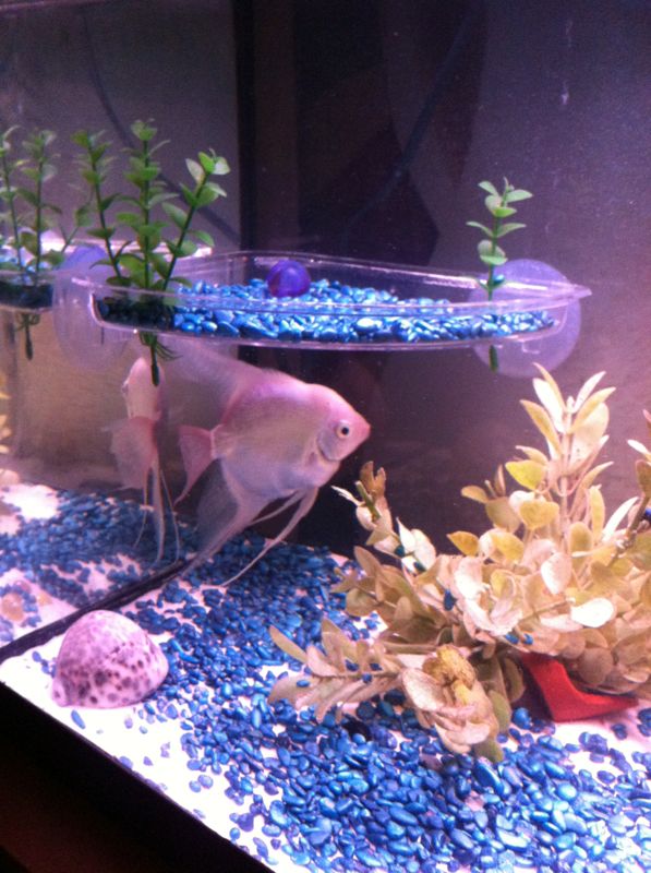 big bob the angel fish
