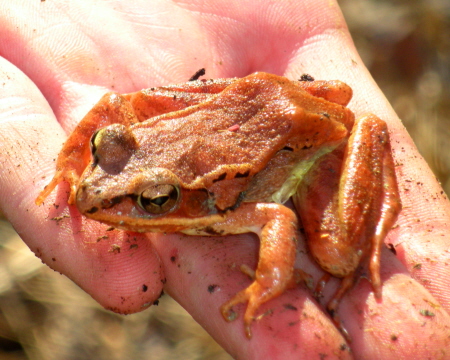 Big, orange wood frog. She looked a little deflated.