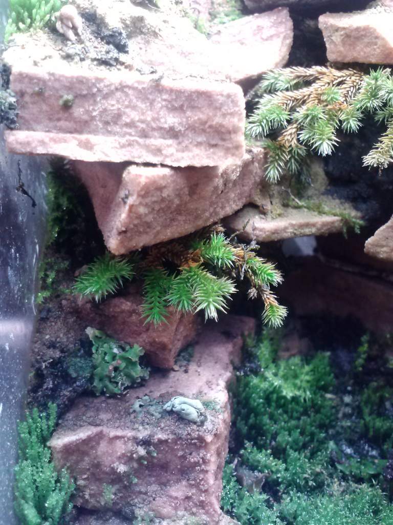 big scale moss