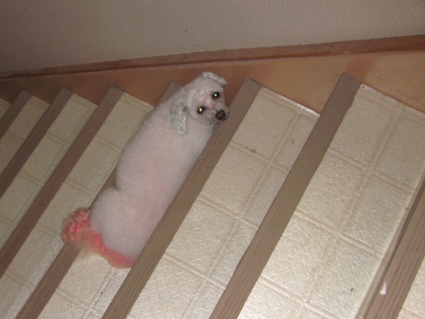 bijon frise