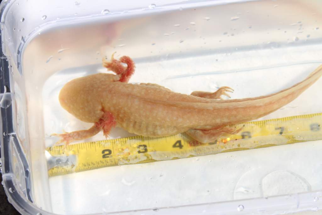 Billyjack.--male GFP Golden Albino