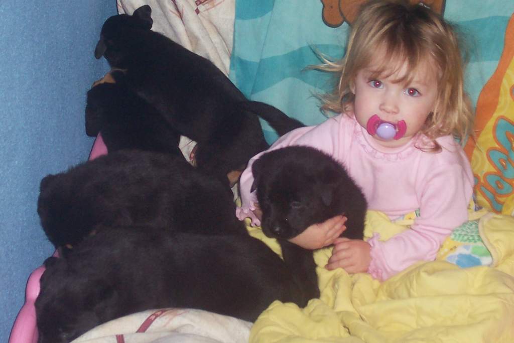 Binka w puppies 2005  She was supposed to be taking a nap!!  I was off cleaning house and went to check on her and she'd stolen all the puppies from t